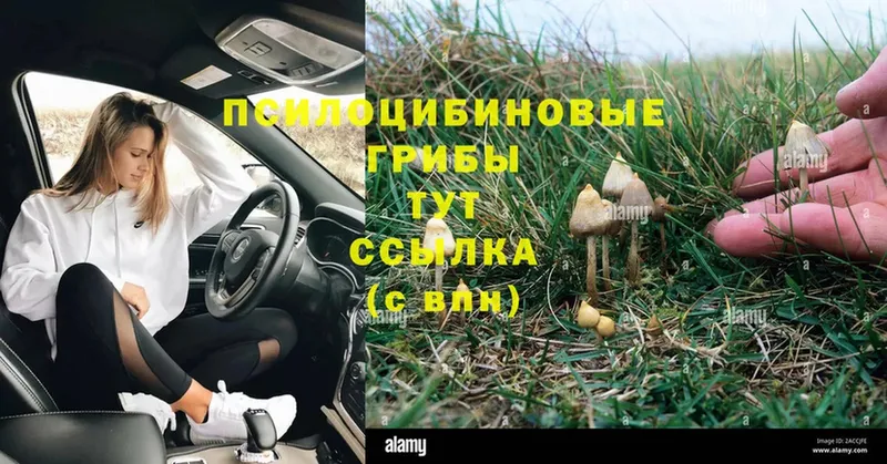 даркнет сайт  Алушта  Псилоцибиновые грибы Magic Shrooms 